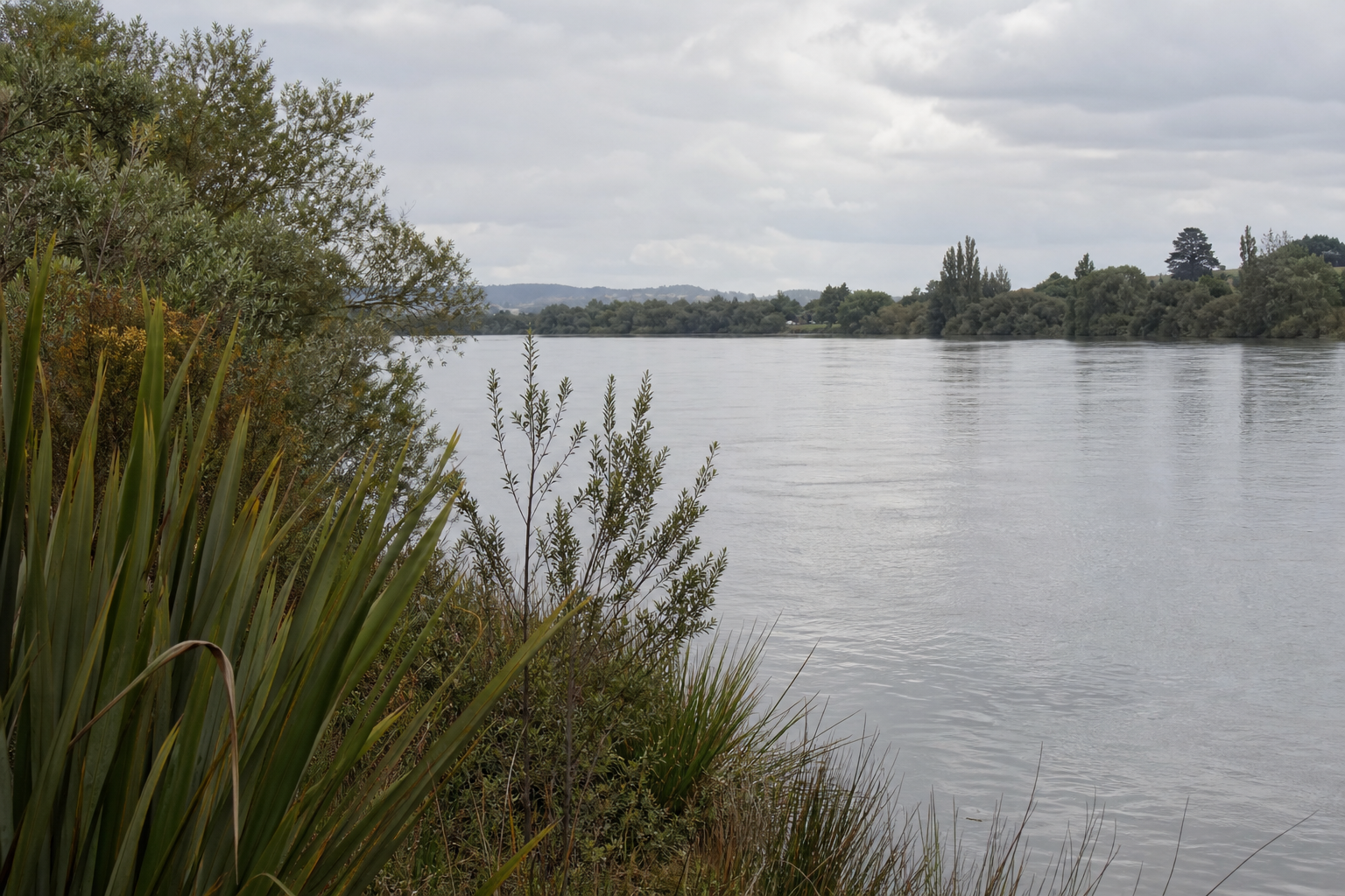 Ngāruawāhia town section along the Waikato river edge, harakeke and toetoe along the bank, Taupiri maunga in the distance